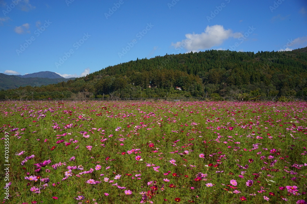 beautiful pink cosmos flower in Autumn - ピンク色のコスモス
