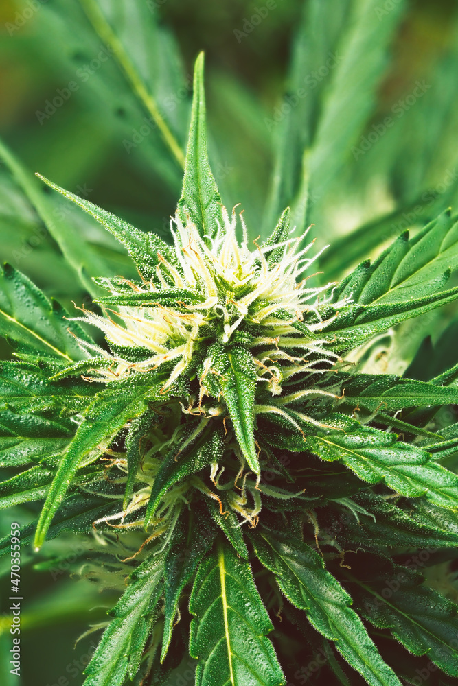 Ripe cannabis plant - hemp. Blooming female marijuana flower and leaves growing in homemade garden. Shallow depth of field and blurred background. Illuminated by soft daylight. Close-up. Ripe cannabis plant - hemp. Blooming female marijuana flower and leaves growing in homemade garden. Shallow depth of field and blurred background. Illuminated by soft daylight. Close-up.