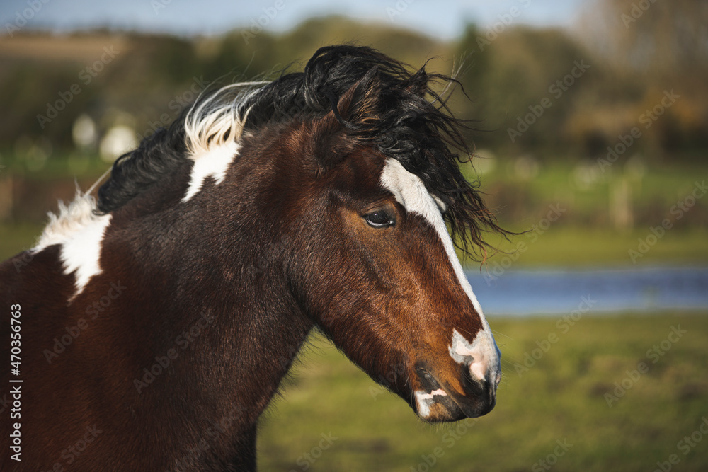 Obraz premium Pony in the field