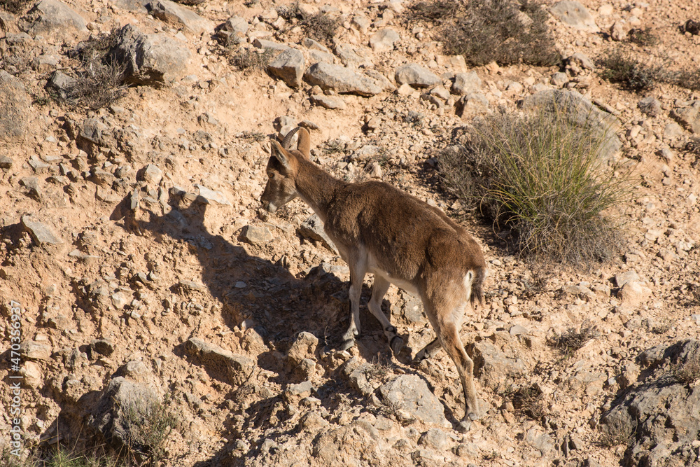 Fototapeta premium Cabra montesa
