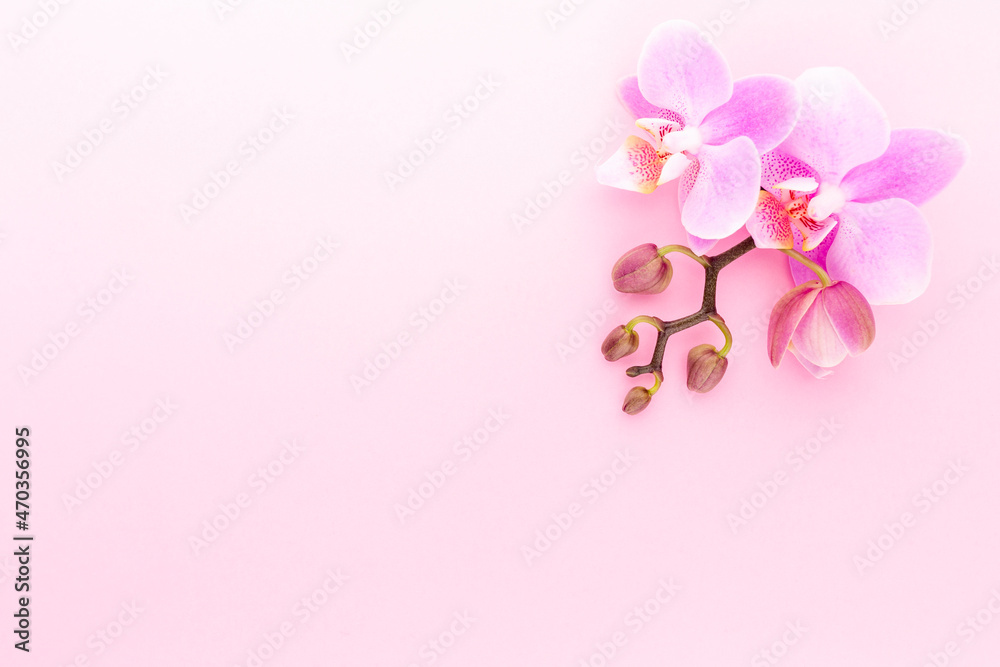 Pink spa orchid theme objects on pastel background. Pink spa orchid theme objects on pastel background.