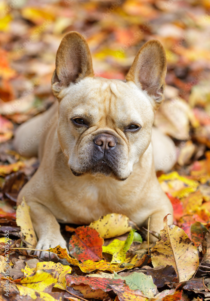 5-Year-Old red tan male French Bulldog lying down splooting with colorful autumn leaves background.