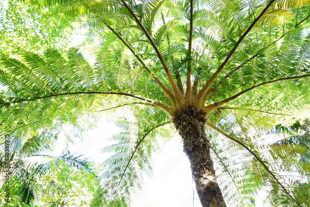 Obraz premium 地球温暖化対策、緑を植えよう！ヘゴの木