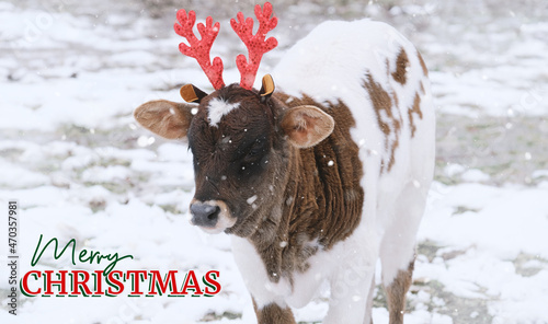 Merry Christmas greeting with reindeer calf in snow on farm.