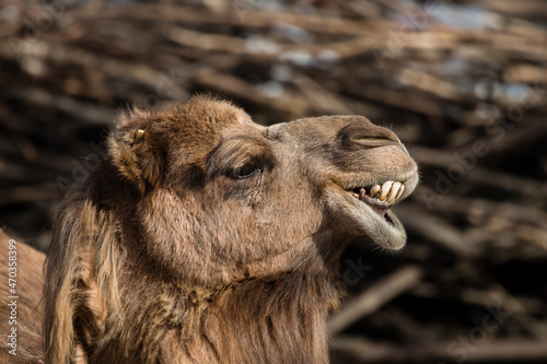 Graved Camel, Dromedary, Camelus dromedarius, Camel's Head and His Funny Face, Animal from Africa