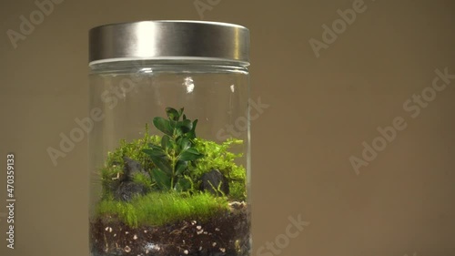 Glass florarium vase with different type of green plants inside.