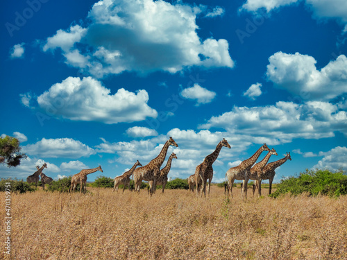 giraffes herd photo