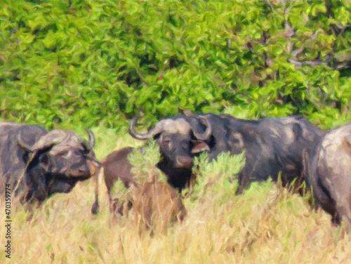herd of  buffalo in the pains of Botswana