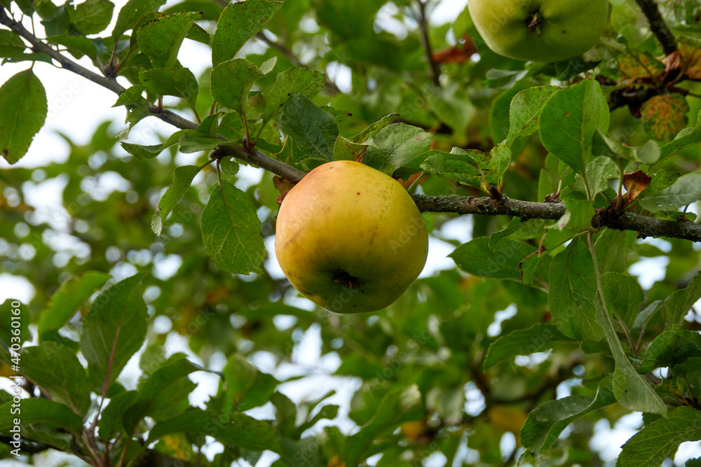 Organic harvest, England, apples, pumpkins