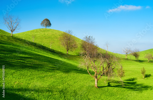 The Swiss countryside. Tree on top of the hill. Fields and pastures. Agricult...