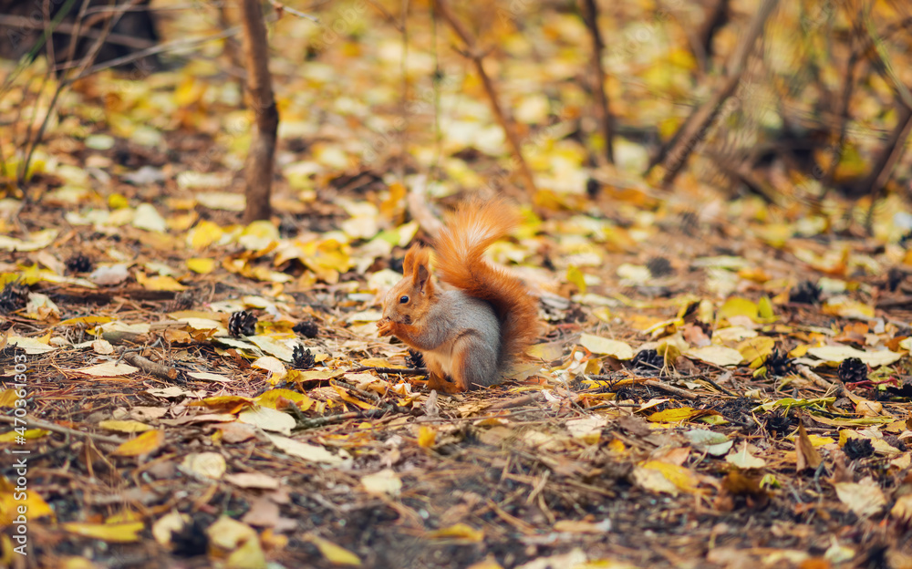 Obraz premium small squirrel with a large fluffy tail eating food in the autumn forest