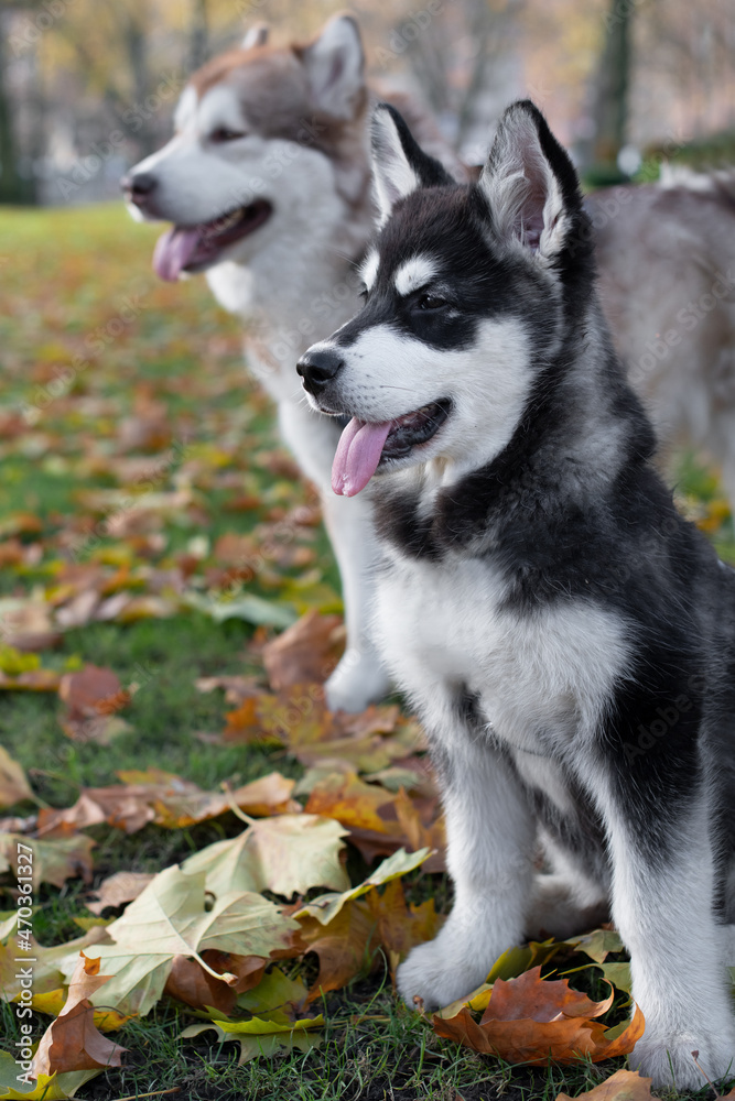 Husky Welpe spielt mit Blättern im Herbst