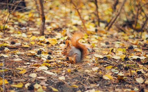 small squirrel with a large fluffy tail eating food in the autumn forest