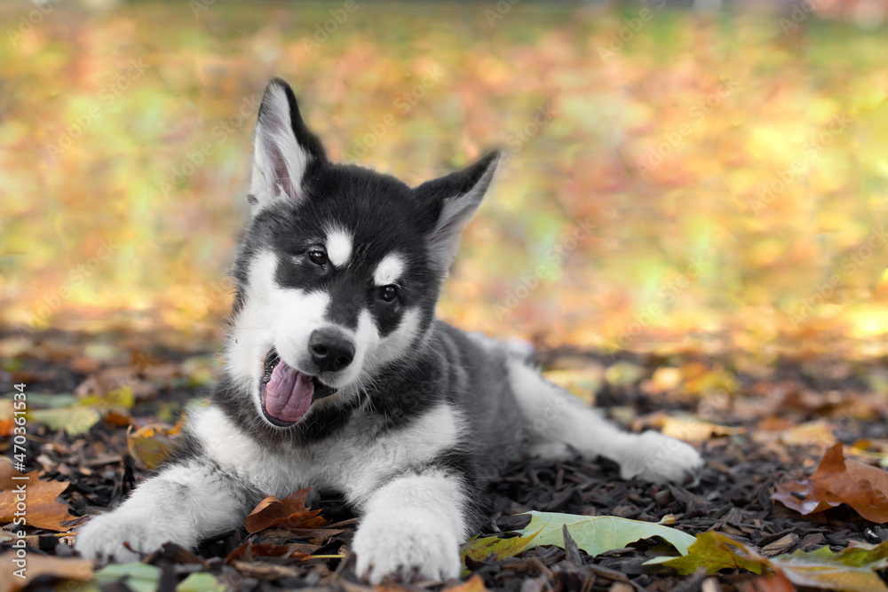 Obraz premium Husky Welpe spielt mit Laub im Herbst