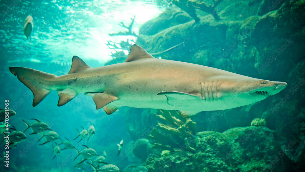 Shark in Aquarium