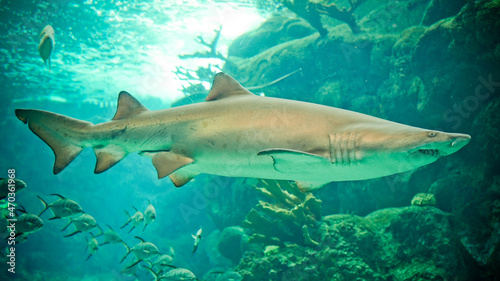Shark in Aquarium © gearshift