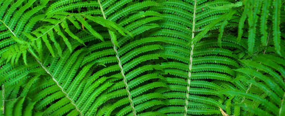The green foliage of fresh spring fern leaves. Natural close-up background The green foliage of fresh spring fern leaves. Natural close-up background