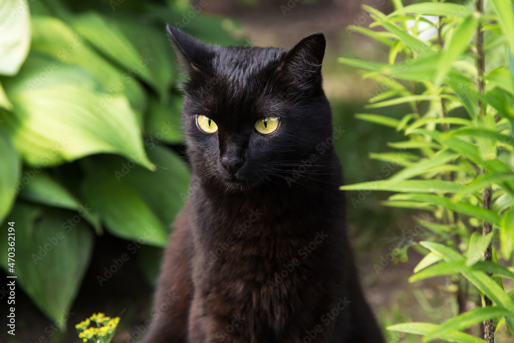 Serious black cat portrait with yellow eyes and attentive look in summer garden in green grass in nature close up