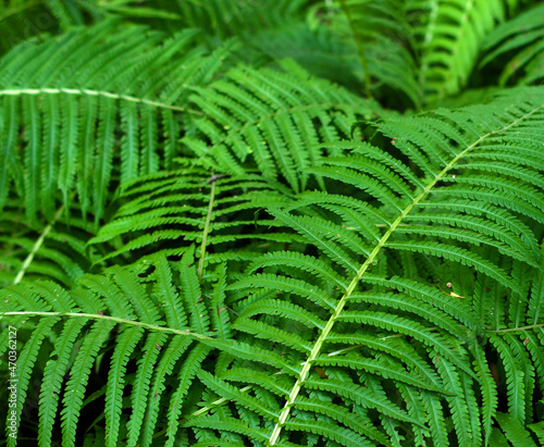 The green foliage of fresh spring fern leaves. Natural close-up background