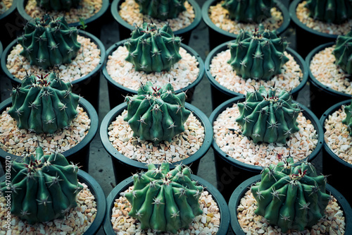 group of ferocactus growthing in planting pot photo