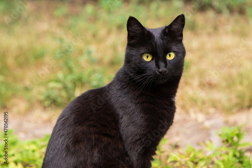 Beautiful black cat portrait with yellow eyes and attentive look in summer garden in green grass in nature close up