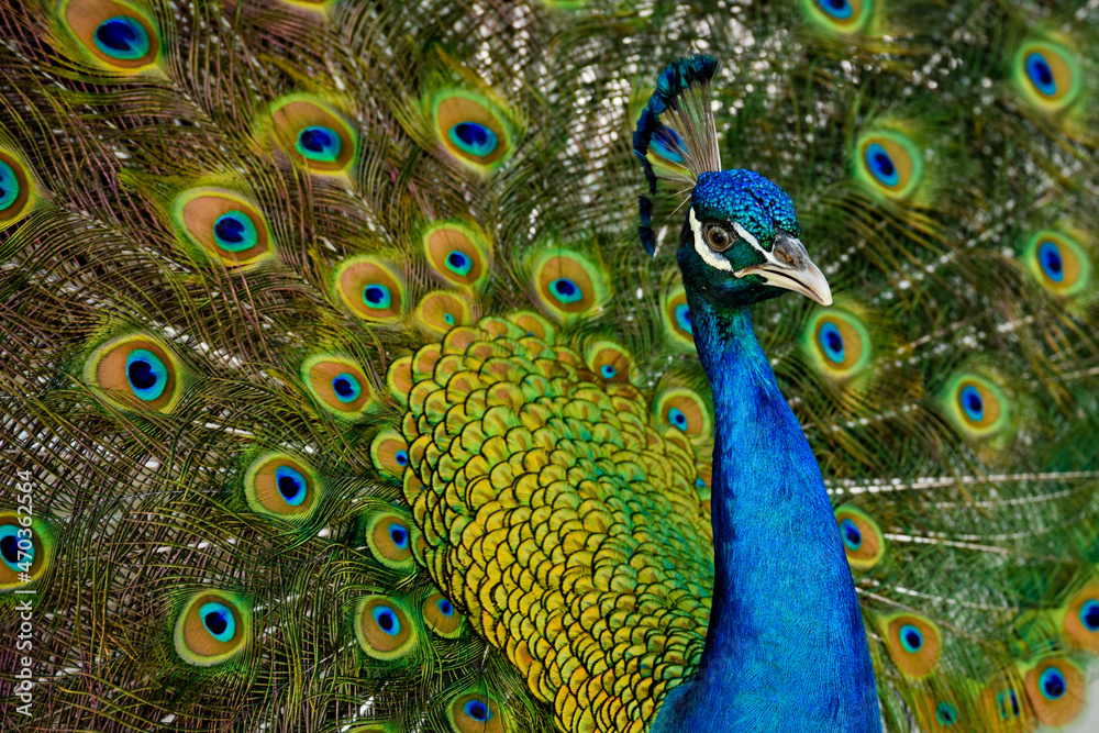 Obraz premium Peacock