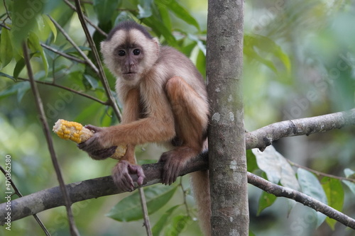 Common squirrel monkey (Saimiri sciureus) Cebidae family. Amazon rainforest, Brazil