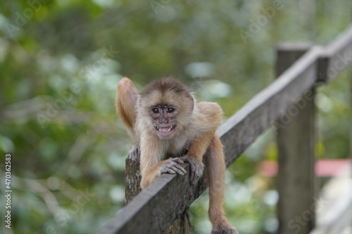 Common squirrel monkey (Saimiri sciureus) Cebidae family. Amazon rainforest, Brazil © guentermanaus
