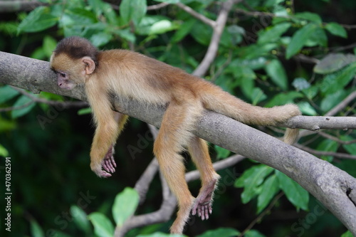Common squirrel monkey (Saimiri sciureus) Cebidae family. Amazon rainforest, Brazil © guentermanaus