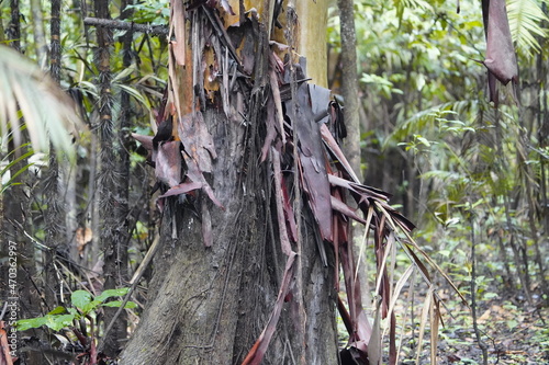 Calycophyllum spruceanum  (common name: capirona), is a canopy tree indigenous.  The tree has an annual peeling bark. Amazon rainforest, Brazil photo