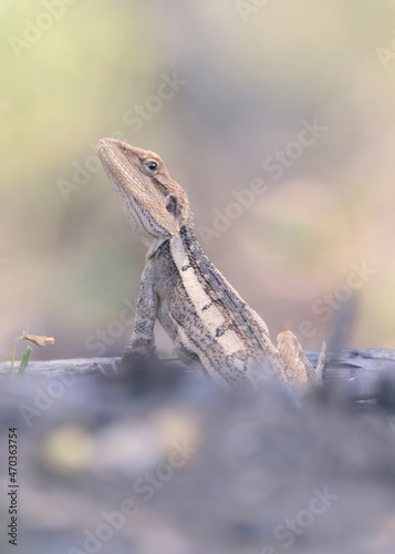 Portrait of a wild Burns' dragon (Amphibolurus burnsi) in leaf litter and wooded background photo
