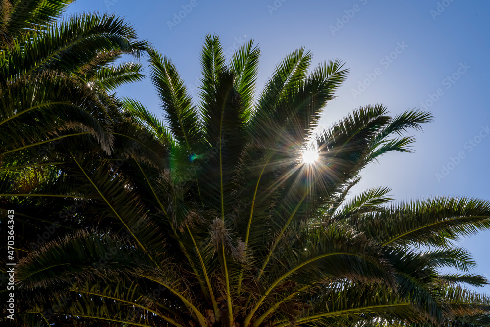 Palm Trees Capture The Afternoon Sun In The Moroccan Desert
