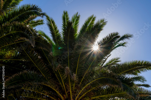 Palm Trees Capture The Afternoon Sun In The Moroccan Desert