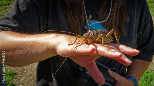 Cook Strait giant weta on a hand for scale.
