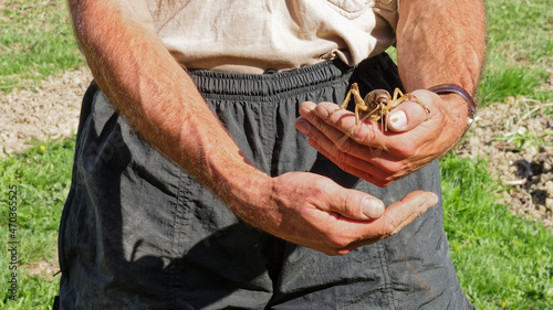 Cook Strait giant weta on a hand for scale. photo