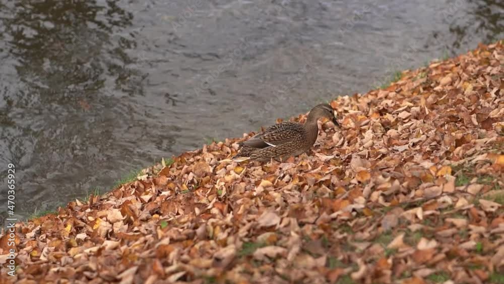 a duck walks on fallen orange leaves. then jumps into the pond and swims away. warm autumn concept a duck walks on fallen orange leaves. then jumps into the pond and swims away. warm autumn concept
