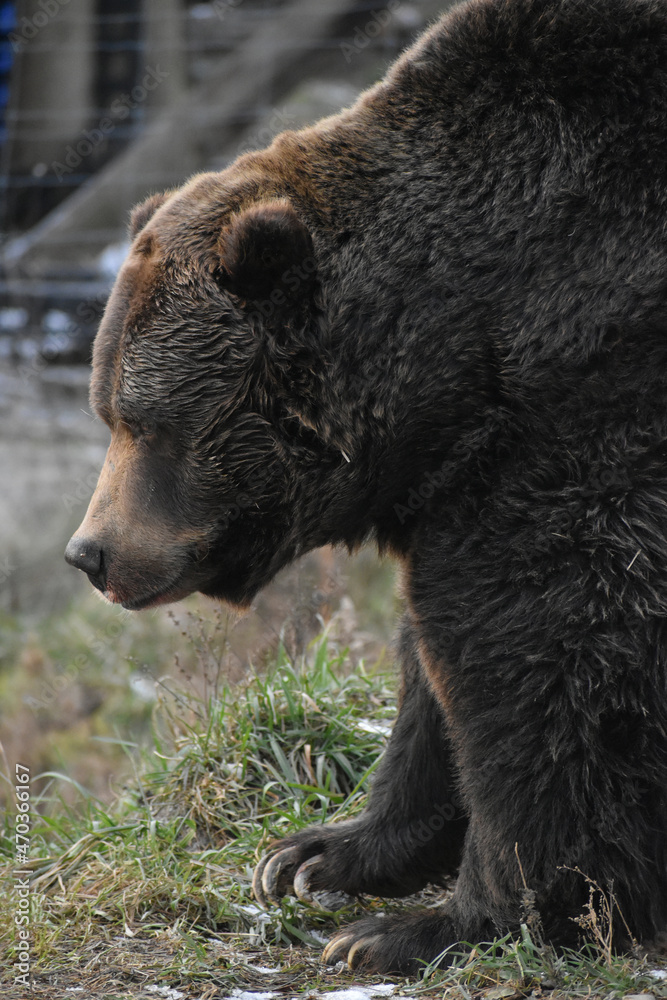 Fototapeta premium Animal