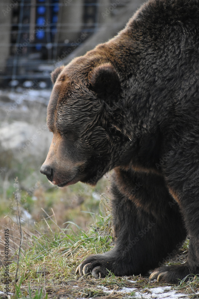 Fototapeta premium Animal