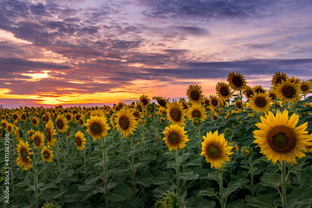 Obraz premium Sunflower natural background. Sunflower blooming. Close-up of sunflower