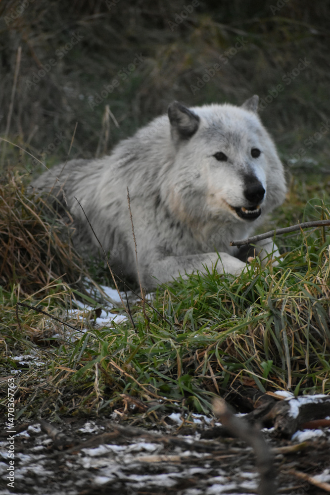 Obraz premium Animal