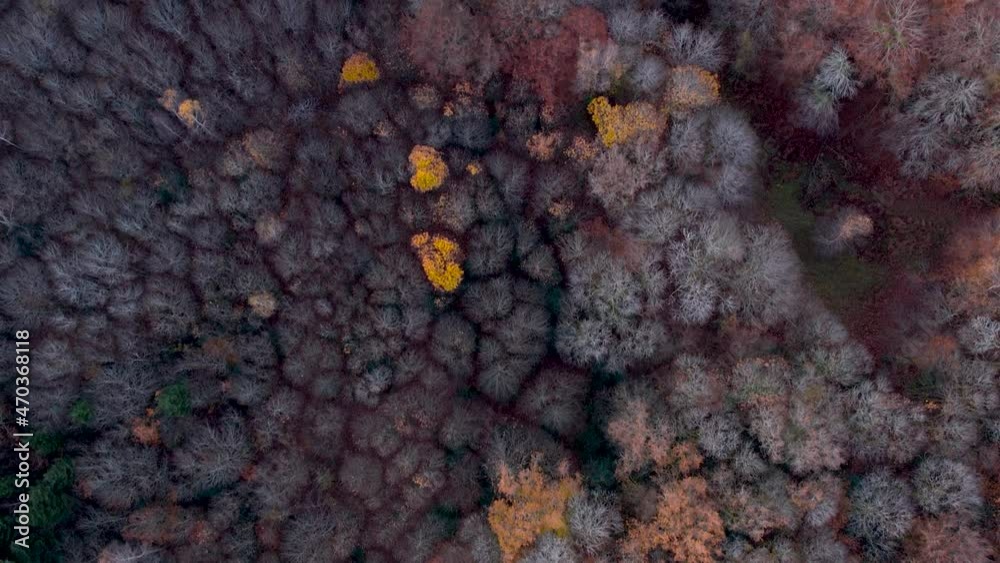 Vue vertical drone d'une forêt à la fin de l'automne, France, Limousin