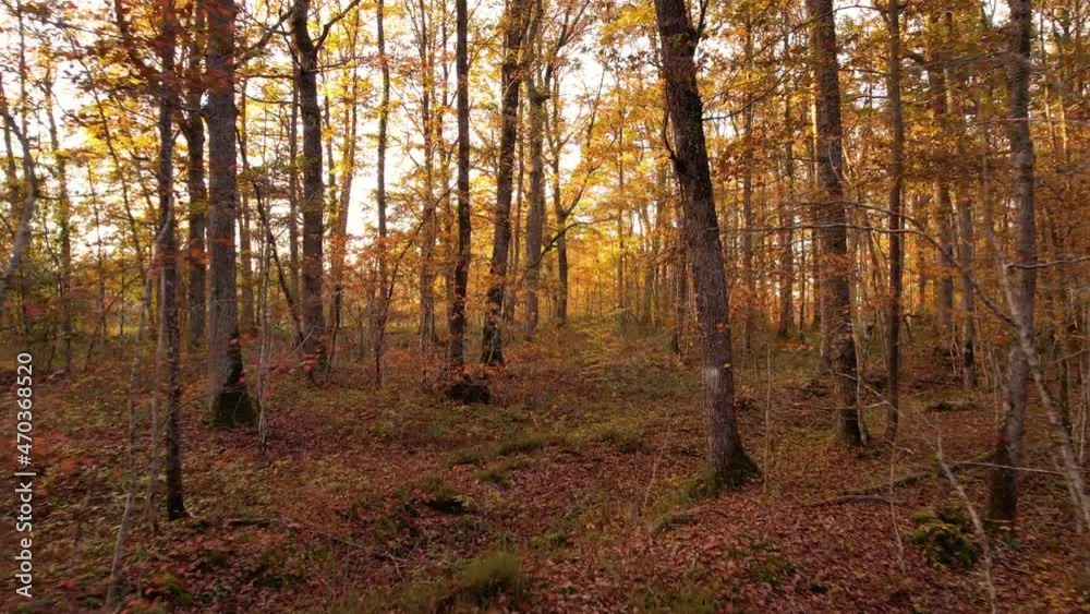 Plan vidéo Drone à l'intérieur d'une forêt, Automne, avec la lumière du coucher de soleil, Ville Chateauroux, France Plan vidéo Drone à l'intérieur d'une forêt, Automne, avec la lumière du coucher de soleil, Ville Chateauroux, France