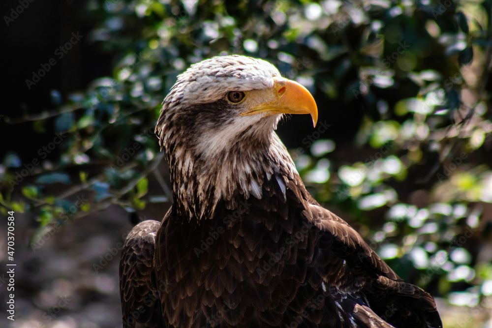 Obraz premium juvenile bald eagle