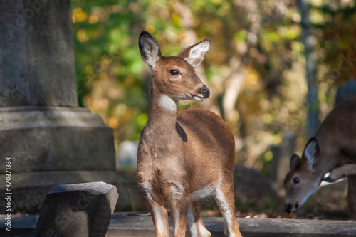 Young Whitetail Deer In A Cemetery - Odocoileus virginianus