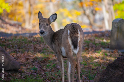 Young Whitetail Deer In A Cemetery - Odocoileus virginianus