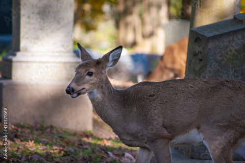 Young Whitetail Deer In A Cemetery - Odocoileus virginianus