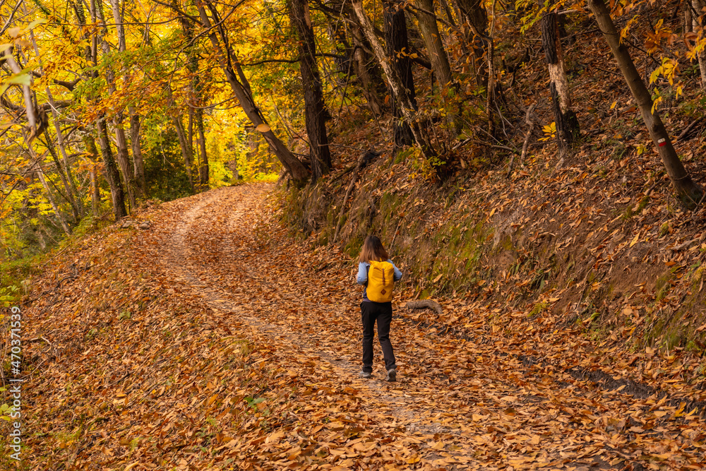 A young woman on a path of beautiful trees in autumn on Mount Erlaitz in the town of Irun, Gipuzkoa. Basque Country A young woman on a path of beautiful trees in autumn on Mount Erlaitz in the town of Irun, Gipuzkoa. Basque Country