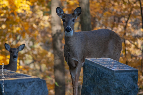 Whitetail Deer In The Shadows - Odocoileus virginianus