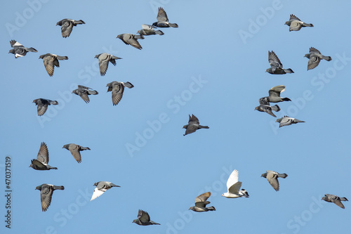 Rock Pigeons in Flight Formation Against a Blue Sky
