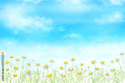 青空とカモミール畑の水彩イラスト
